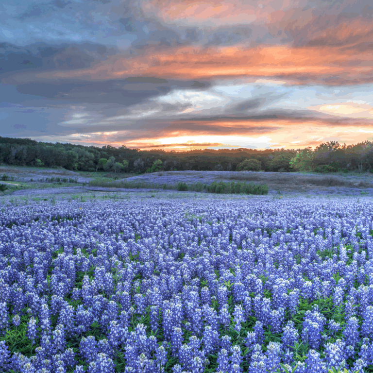 Hill Country 