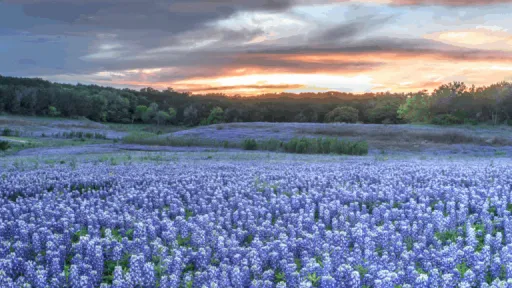 Hill Country 