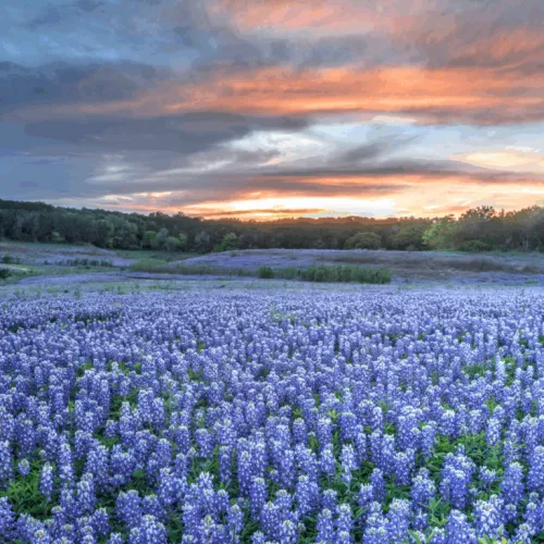 Hill Country 